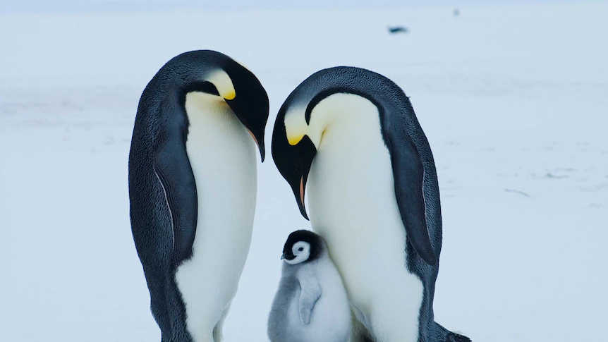 Emperor penguin at serious danger of extinction on account of local weather change