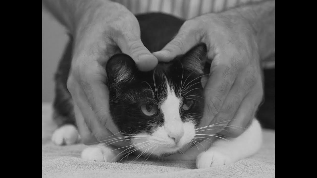 How you can decide up a cat like a pro – Vet advice on cat dealing with.