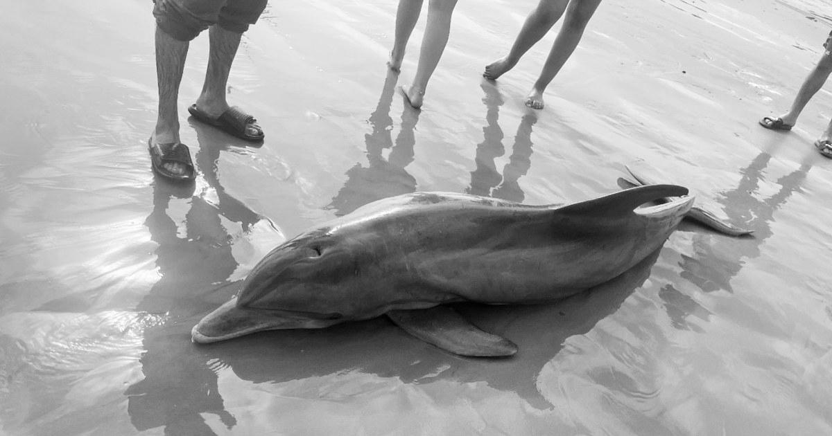 Rewards supplied after dolphin ‘harassed to death’ on Texas beach, another impaled in Florida