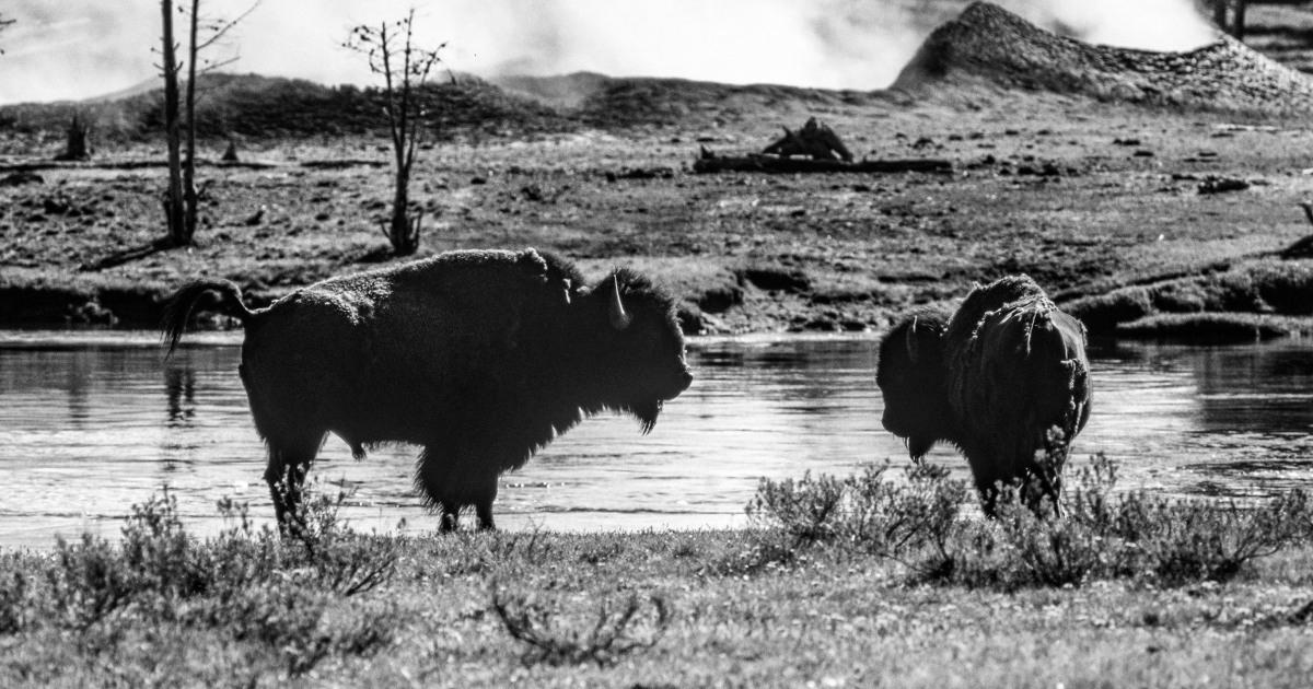 Bison gores Yellowstone customer, tosses her 10 toes, park officers say