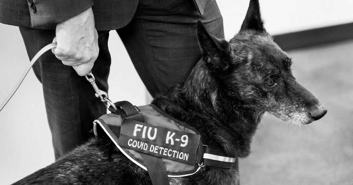 Canine can detect Covid with excessive accuracy, even asymptomatic circumstances